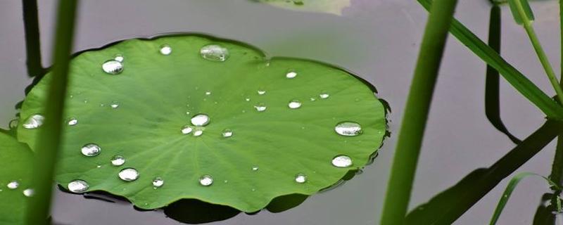 常见的水生植物有哪些（常见的水生植物有哪些?）