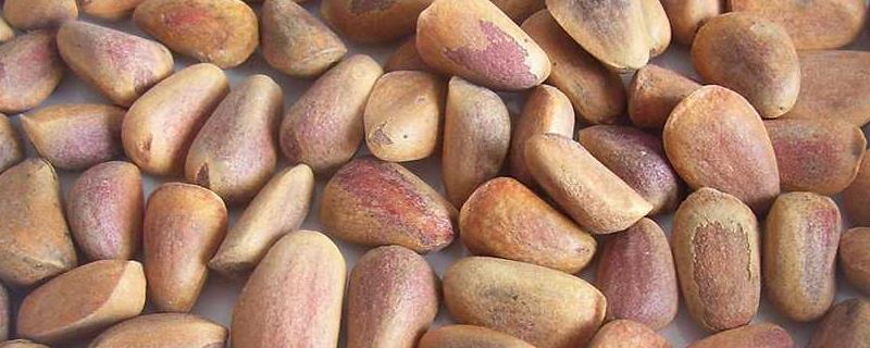 松子产地在哪里,有哪些食疗价值(松子的食用价值)