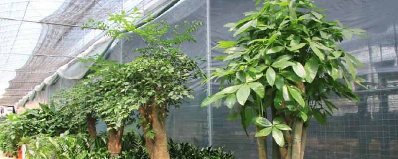 富贵树长什么样，附种植方法（富贵树的生长环境）