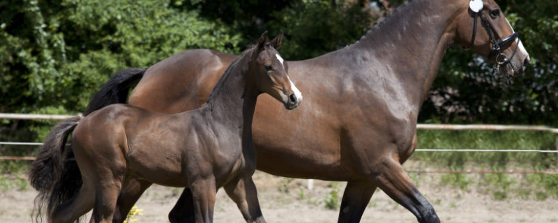 马的尾巴有什么作用 猴子的尾巴有什么作用