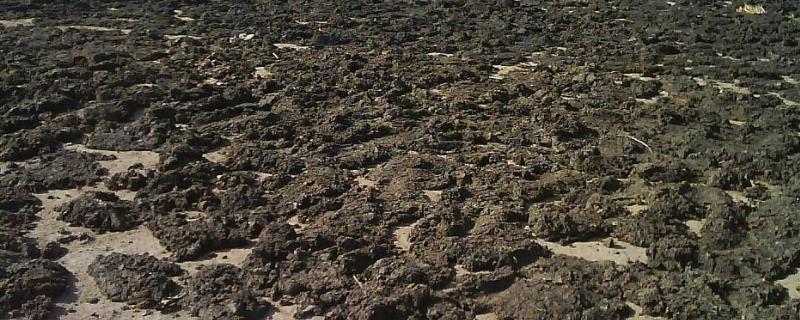 干鸡粪多少钱一吨（干鸡粪多少钱一吨批发）