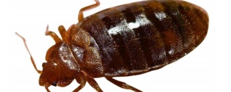 被臭虫咬了怎么办 猫咪被臭虫咬了怎么办