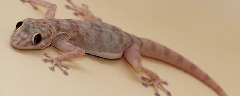 壁虎有毒吗 壁虎有毒吗会咬人吗