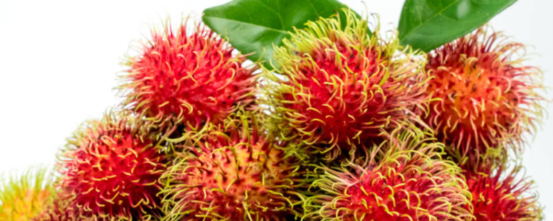 红毛丹的营养价值有哪些（红毛丹的营养价值有哪些作用）