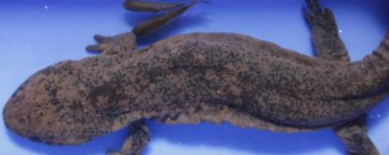 蝾螈有毒吗（蝾螈有毒吗碰到会怎样）