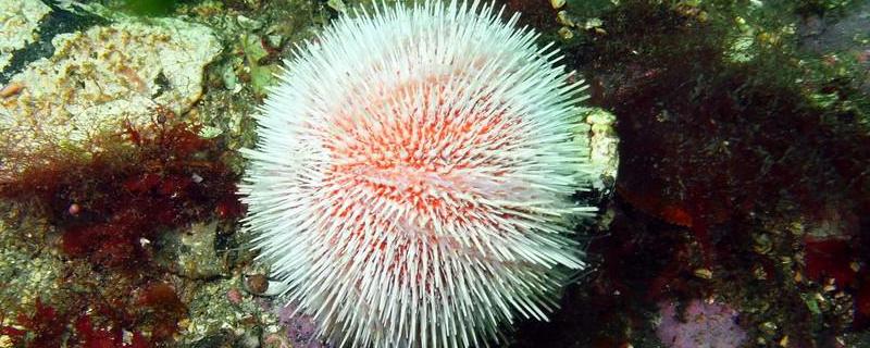 海胆是什么东西（海胆是什么东西怎么吃）