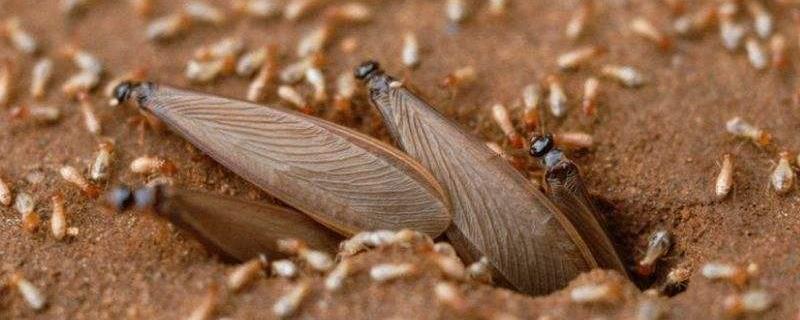 白蚁吃什么东西，有什么危害 吃到白蚁会怎么样
