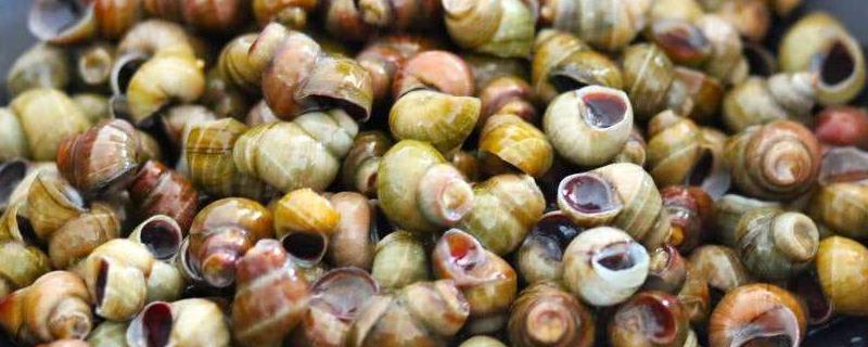 田螺吃什么，附田螺的生活习性（田螺生长在什么地方,吃什么）