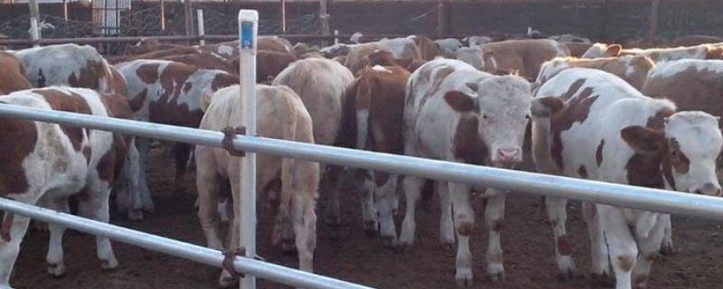 养牛场建设方案有哪些（大型养牛场建设方案）