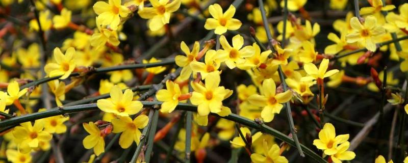 迎春花什么颜色，分布在哪些地区（迎春花的花色有哪些）
