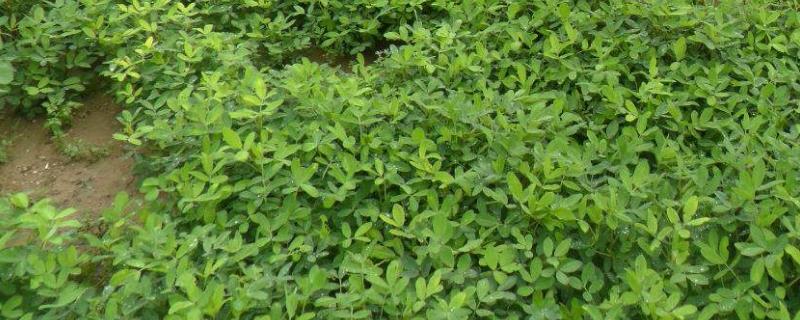 黑花生产地，附生长环境和营养价值（黑花生长什么样）