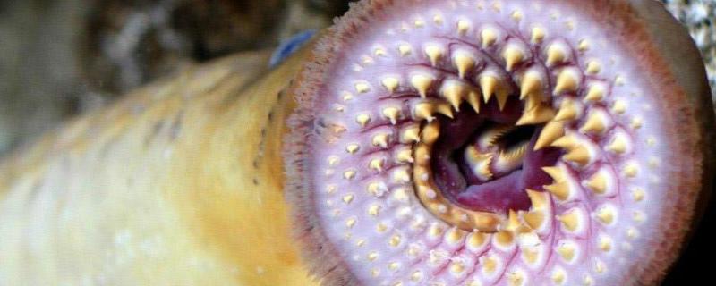 僵尸鱼是怎么回事 僵尸鱼是什么