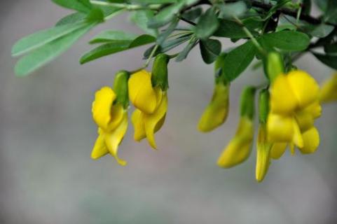 金雀怎么养（金雀鸟怎么养）