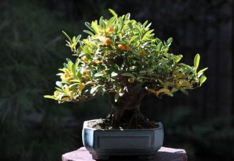 金豆下山桩多久生根 金豆下山桩多久生根长叶