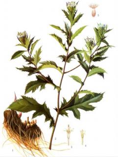 金刚藤图片和功效有哪些 金刚藤图片和功效用法