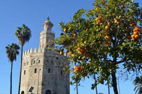 金桔树春天会掉叶子吗 金桔树冬天会掉叶子吗