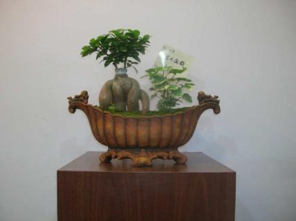 金钱树干有黑斑怎么办（金钱树干上有黑斑怎么办）