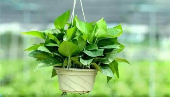 绿萝的气根是什么 绿萝气根是啥