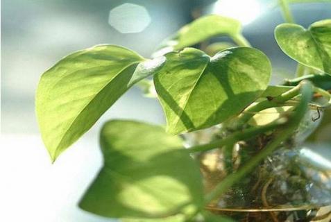 绿萝的叶子有黑斑是怎么回事 绿萝叶子上有黑斑是怎么回事