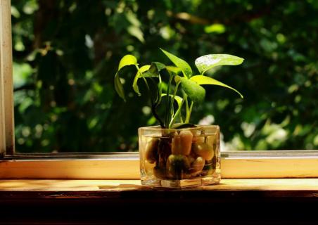 绿萝适合什么土壤生长 绿萝适合什么土壤种植