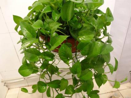 绿萝招蚊子吗（绿萝花招蚊子吗）