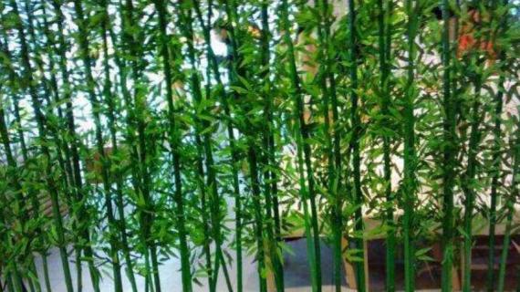 米竹的栽培方法 米竹的栽培方法视频