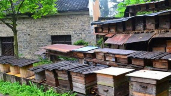 蜜蜂是怎么分箱的 蜜蜂如何分箱