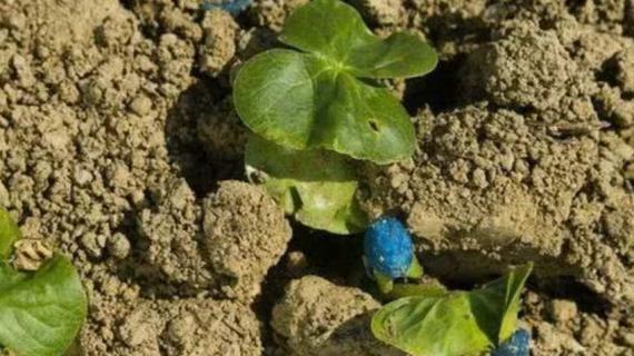 棉花种子怎么种 棉花种子怎么种发芽率最高