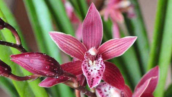 墨兰一年开几次花 墨兰一年开几次花?