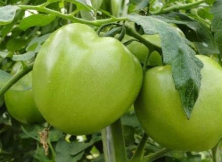 绿色西红柿叫什么