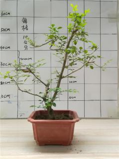 金弹子适合什么土壤（金弹子适合什么土壤栽培）