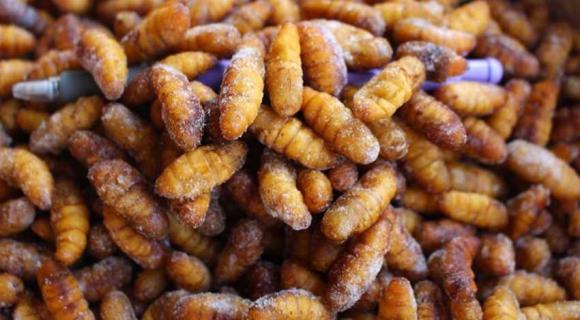 金丝蛹是什么虫子 金丝蛹是什么虫子的