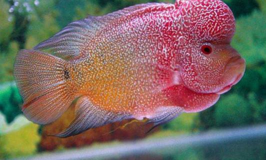 罗汉苗品种的辨认（罗汉鱼苗品种鉴别图片）