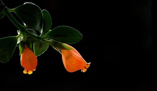 金鱼吊兰能晒太阳吗 金鱼吊兰能晒太阳吗冬季