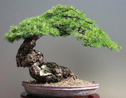 罗汉松和黑松哪个珍贵 罗汉松和黑松哪个珍贵些