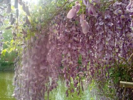 葡萄是用什么传播种子 葡萄靠什么传播种子的