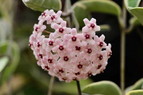 球兰的花骨朵啥样（球兰从有花骨朵到盛开多长时间）