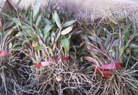 钱皮石斛的功效（钱皮石斛的功效?）