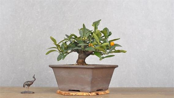 日本盆景品种（日本盆景品种银杏和红梅）