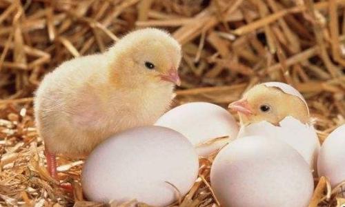 如何用电饭锅孵化小鸡 如何用电饭锅孵化小鸡视频