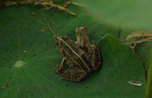 青蛙喜欢吃昆虫吗（青蛙喜欢吃昆虫吗英文）