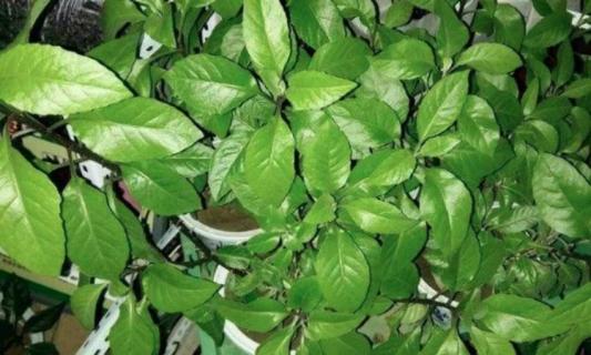 三七苗是什么样子 三七苗是什么样子图片