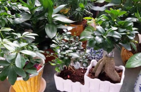 82属狗适合养什么植物 82属狗适合养什么花