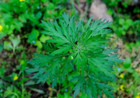 艾草与菊花的区别 艾草与菊花的区别图片