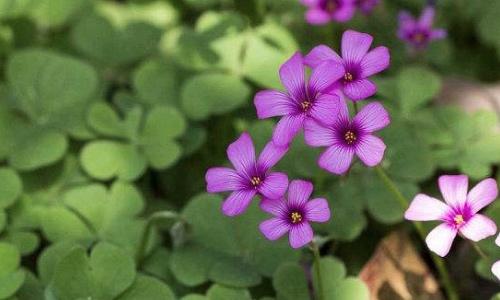 三叶草开花吗 三叶草开花吗什么季节