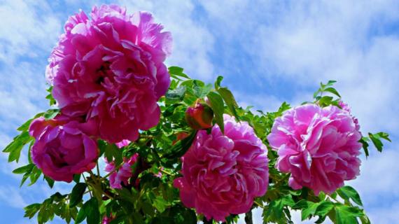 牡丹是木本还是草本 牡丹是木本还是草本植物