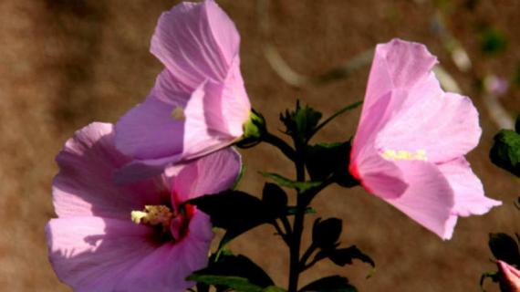 木菊什么时候剪枝（木菊什么时候剪枝视频）