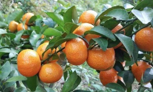 沙糖桔什么时候保花 沙糖桔什么时候保花最好