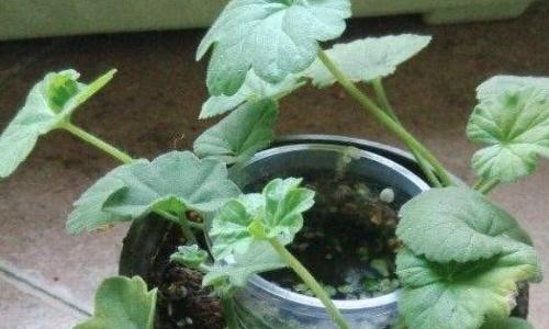 沙土可以养花吗（沙土可以养花吗怎么养）