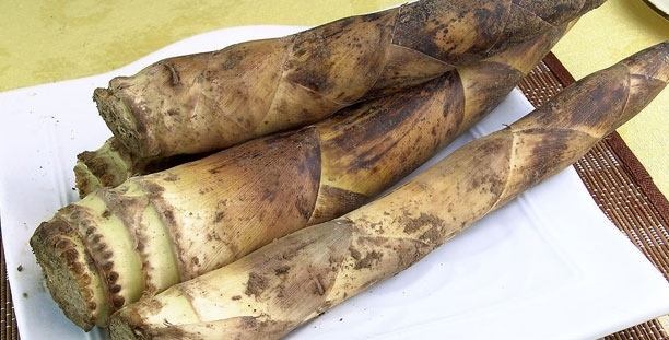 笋的名称有哪些(笋的名称有哪些成语)